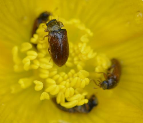 Byturus ochraceus